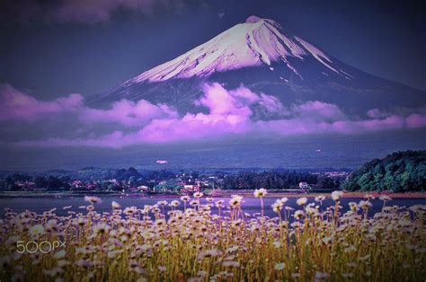 Flower Of Mt Fuji And A Daisy Fuji Landscape Nature