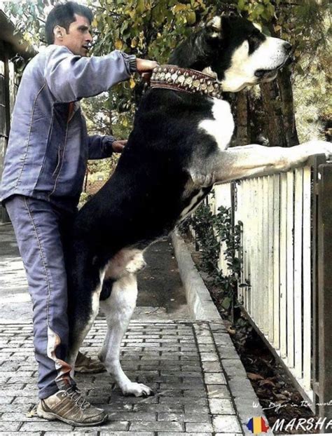 Alabai is a famous central asian shepherd dog. COA Alabai . | Dog breeds, Large dog breeds, Big dogs