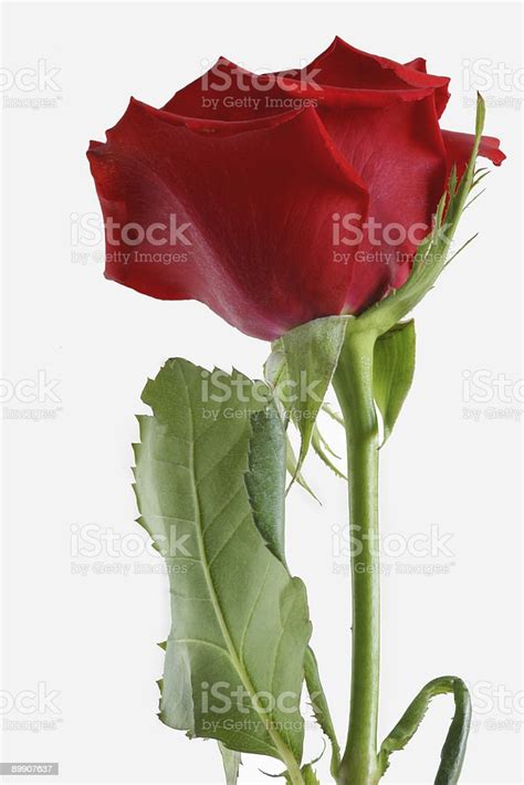 Single Isolated Long Stemmed Red Rose Stock Photo Download Image Now