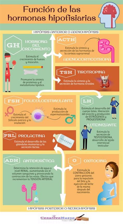 la hipófisis y sus funciones mediante las hormonas hipofisiarias infografías y remedios