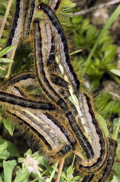Lackey Moth Caterpillars Photograph By Paul Harcourt Davies Fine Art