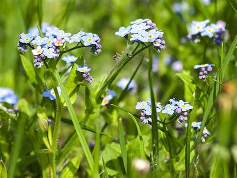 Hd Wallpaper Forget Me Not Flower Blossom Bloom Plant Nature