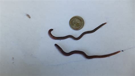 How To Identify The Indian Blue Composting Worm Dengarden
