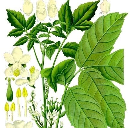 Apalagi di bulan puasa, permintaan buah kurma bisa naik 10 kali lipat nah, demikianlah 4 peluang usaha tanaman pertanian yang paling menguntungkan kami jabarkan. Projek Tanaman Pokok Guarana Di Malaysia