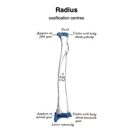 Human bone images with bony landmarks labeled. Labelled Radius Bone - Radius Radiology Reference Article ...