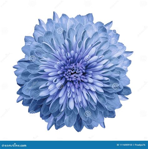 Chrysanthemum Blue Flower On Isolated White Background With Clipping