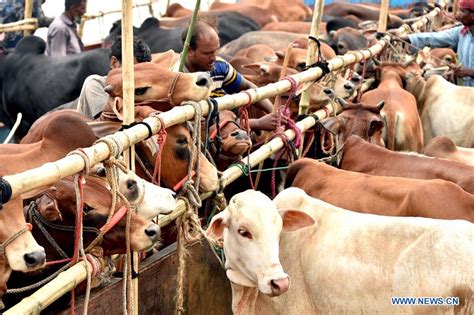 Cattle Markets In Dhaka Brim With Sacrificial Animals For Eid Al Adha