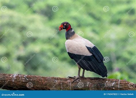 King Vulture Sarcoramphus Papa Large Bird Found In Central And South