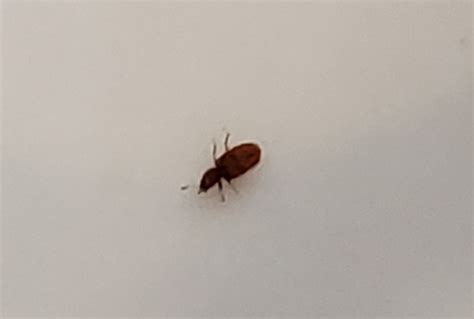 Tiny Bugs On Ceiling In Bathroom