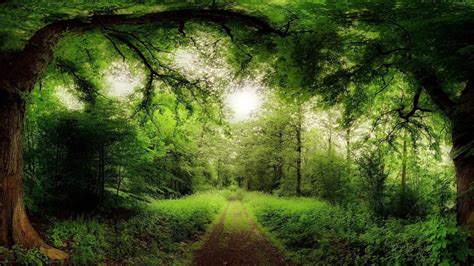 Magic Forest Bing Images Magic Forest Pinterest Magical Forest