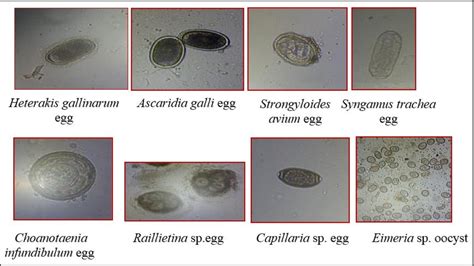 Figure 1 From Gastrointestinal Parasites In Backyard Poultry Of