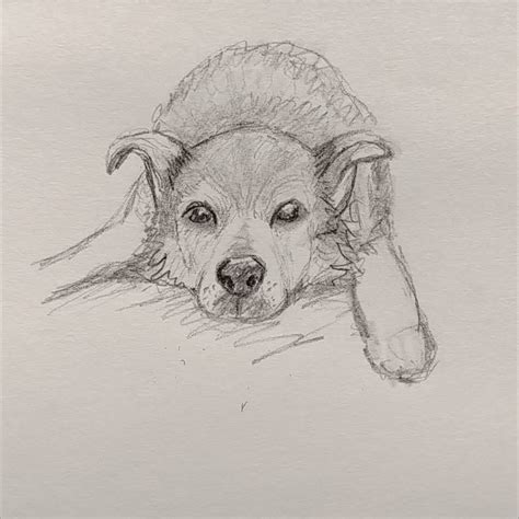 Dog Pencil Sketch Drawing Sketches Pencil Sketch Sketches