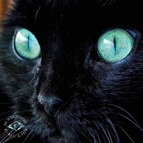 Beautiful Yaro 😻 😻 Blackcat Turquoise Eyes Cats Catsofinstagram
