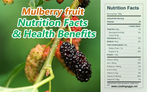 Mulberry Fruit Nutrition Facts And Health Benefits Cookingeggs
