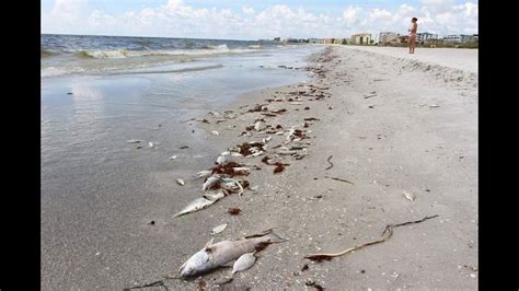 New Outbreak Of Red Tide Shows Up In Northwest Florida