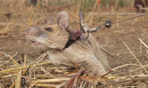 Magawa The Landmine Detection Rat Given Gold Medal For Bravery
