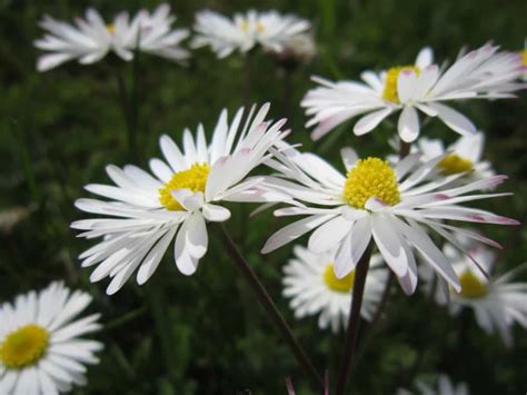 10 Plantas Con Flores Blancas Las Más Populares Jardineria On