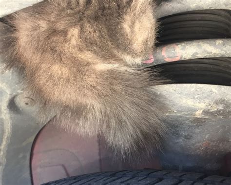Kitten Stuck Under Car Survives Ride Across Bay Bridge To Berkeley
