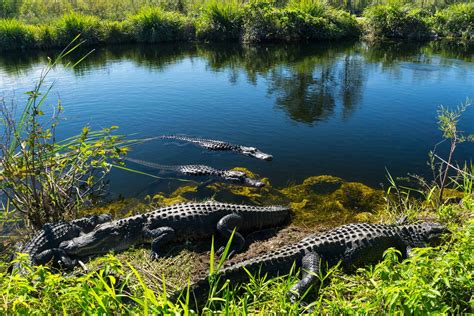 11 Best Things To Do In Everglades National Park Florida Trippers