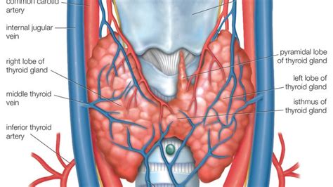 Thyroid Colloid Anatomy Britannica