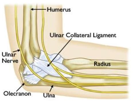 Elbow Injuries In The Throwing Athlete Orthoinfo Aaos