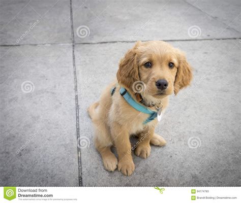 Sad Golden Retriever Puppy Stock Image Image Of Mammal 94174783
