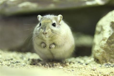 Mongolische wüstenrennmäuse (meriones unguiculatus), umgangssprachlich auch „gerbils alleinfuttermischungen für mongolische rennmäuse, z. Mongolische Rennmaus (Meriones unguiculatus) am 7.5.2010 ...