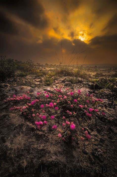 Pink Flowers Desert Sunrise Landscape Photography