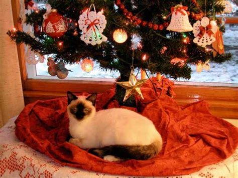 Christmas Cats Cat Art Shag Rug Rugs Animals Home Decor Shaggy
