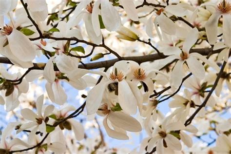 This tree makes the popularity list mostly due to the fact that it blooms early in the season, so you can enjoy it's pretty golden yellow fall color before other trees have blossomed. How to Identify a White Flowering Tree | Hunker