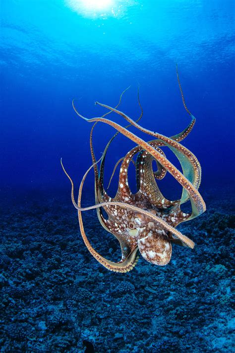 Hawaii Day Octopus 9 Photograph By Dave Fleetham Printscapes Pixels