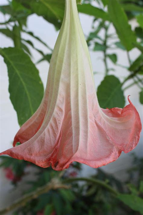 Datura Pink Photograph By Yvonne Ayoub Pixels
