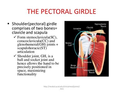 Shoulder Pathomechanics