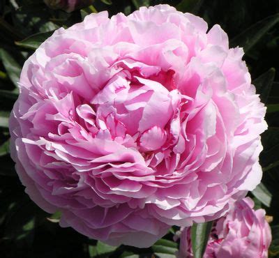 With fluffy faces, a timid demeanour and diminutive size, some animals look about as far from being dangerous as it is possible to imagine. Tis the Season...for Peonies!! - Event Kings