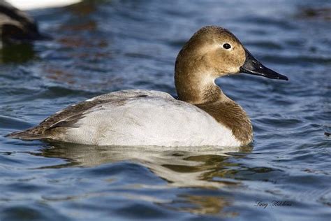 Hitchens Photography Canvasback Canvasback Hen With Images Duck