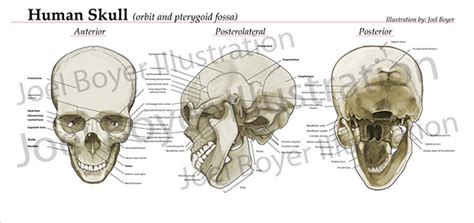 This anatomic region is complex and poses surgical challenges for otolaryngologists and neurosurgeons alike. human skull anatomy on Behance