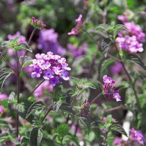 Trailing succulent with purple flowers. Lantana 'Trailing Purple' | Lantana, Perennials, Showy flowers