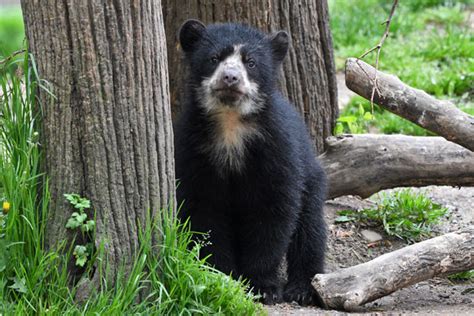 Andean Bear Cub Queens Zoo Nymetroparents