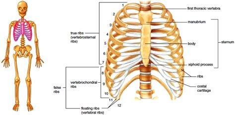Rib cage , in vertebrate anatomy, basketlike skeletal structure that forms the chest, or thorax, and is made up of the ribs and. Vertebral Column (Spine). Intervertebral Disks. Vertebrae