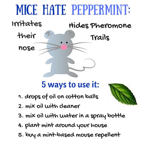 Does Peppermint Oil Repel Mice Yes 5 Ways To Get Rid Of Mice