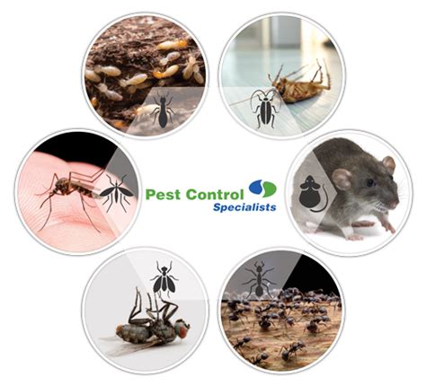 Pest Control |Cleaning Services |Hygiene Services |Disinfecting Services