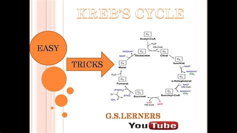 Krebs Cycle Easy Way To Learn Citric Acid Cycle Or Tca Cycle Part