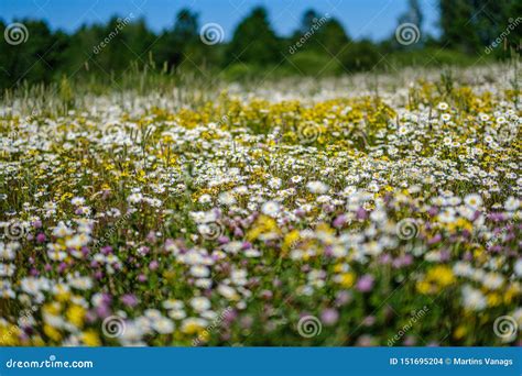 Beautiful Colorful Summer Meadow With Flower Texture On Green