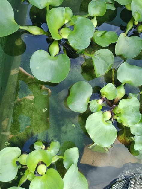 Gambar ini termasuk gambar yang sangat keren dan menarik. Gambar Lukisan Daun Keladi - Gambar Bagian Tumbuhan