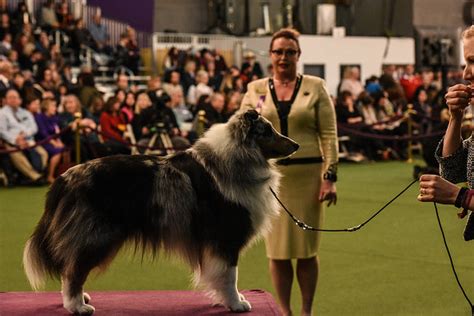 Westminster Dog Show 2020 See The Best In Show Group Winners Wsb Tv