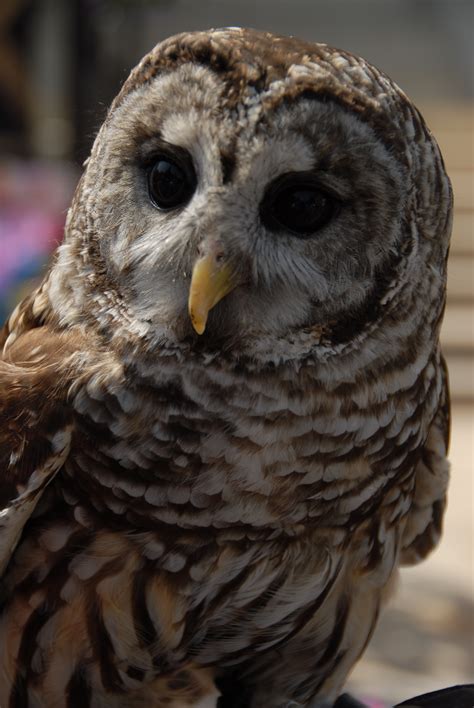 Filehoot Owl
