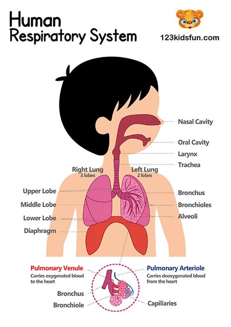 Human Body Systems For Kids Free Printables Homeschooling 123 Kids Fun Apps