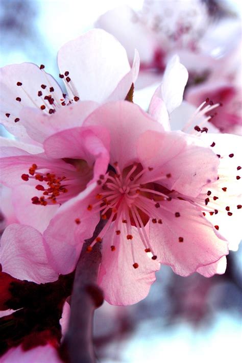 16 alberi ideali per piccoli giardini. Il Significato dei Fiori di Pesco
