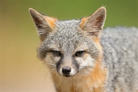 50 Gray Fox Profile Facts Traits Fur Tracks Habitat More Mammal Age