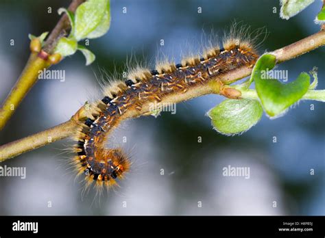 Oak Eggar Larva Hi Res Stock Photography And Images Alamy